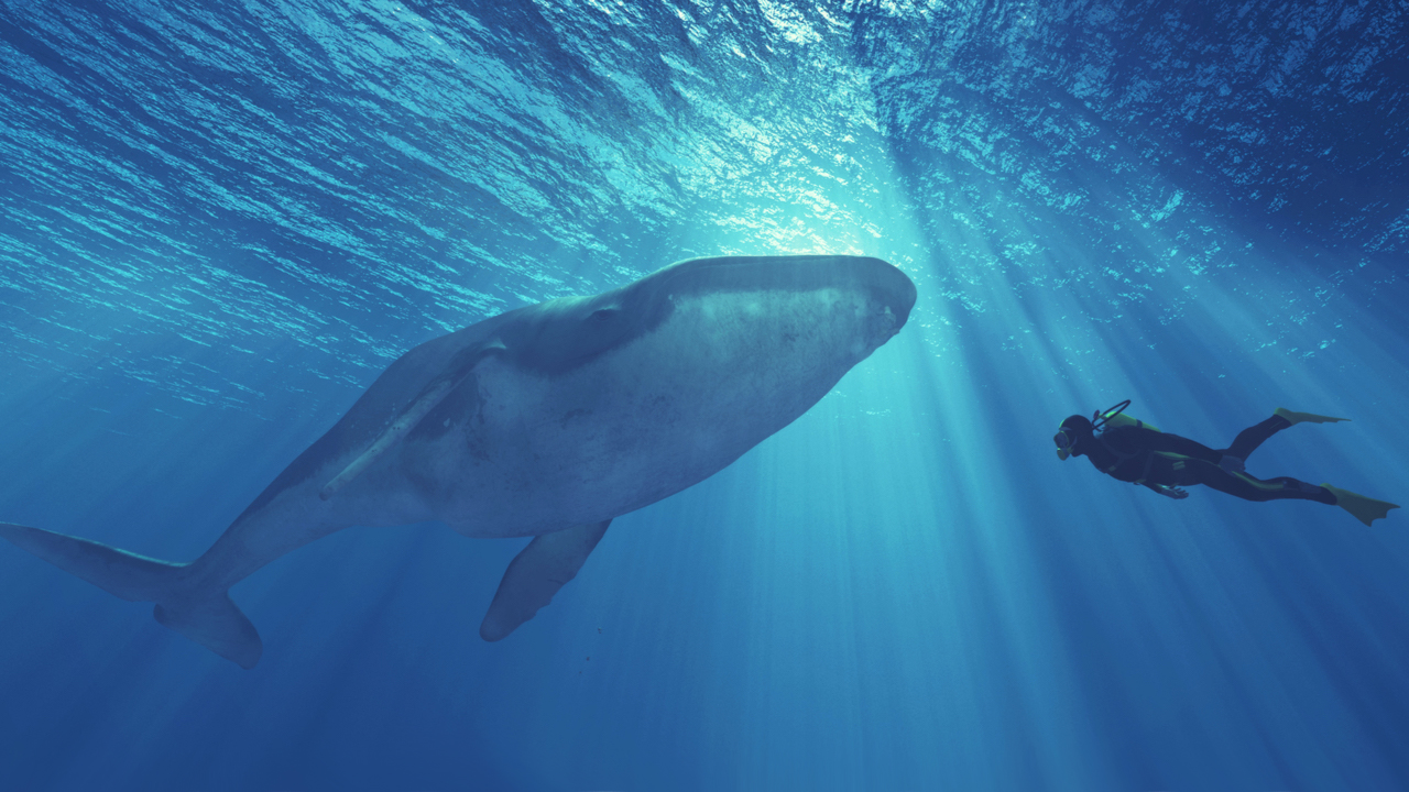 While Speculators Believe Bitcoin's Third-Largest Wallet Is a Mystery Whale, Onchain Data Suggests It's an Exchange – Featured Bitcoin News