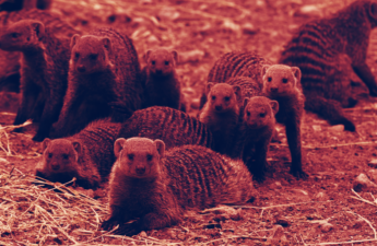 Congressional Hearing Spawns A Pack of Mongoose Coins