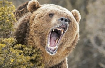 Market Analyst Says 'Whole Crypto Sphere Is in a Bear Market' as Prices Continue to Slide Lower