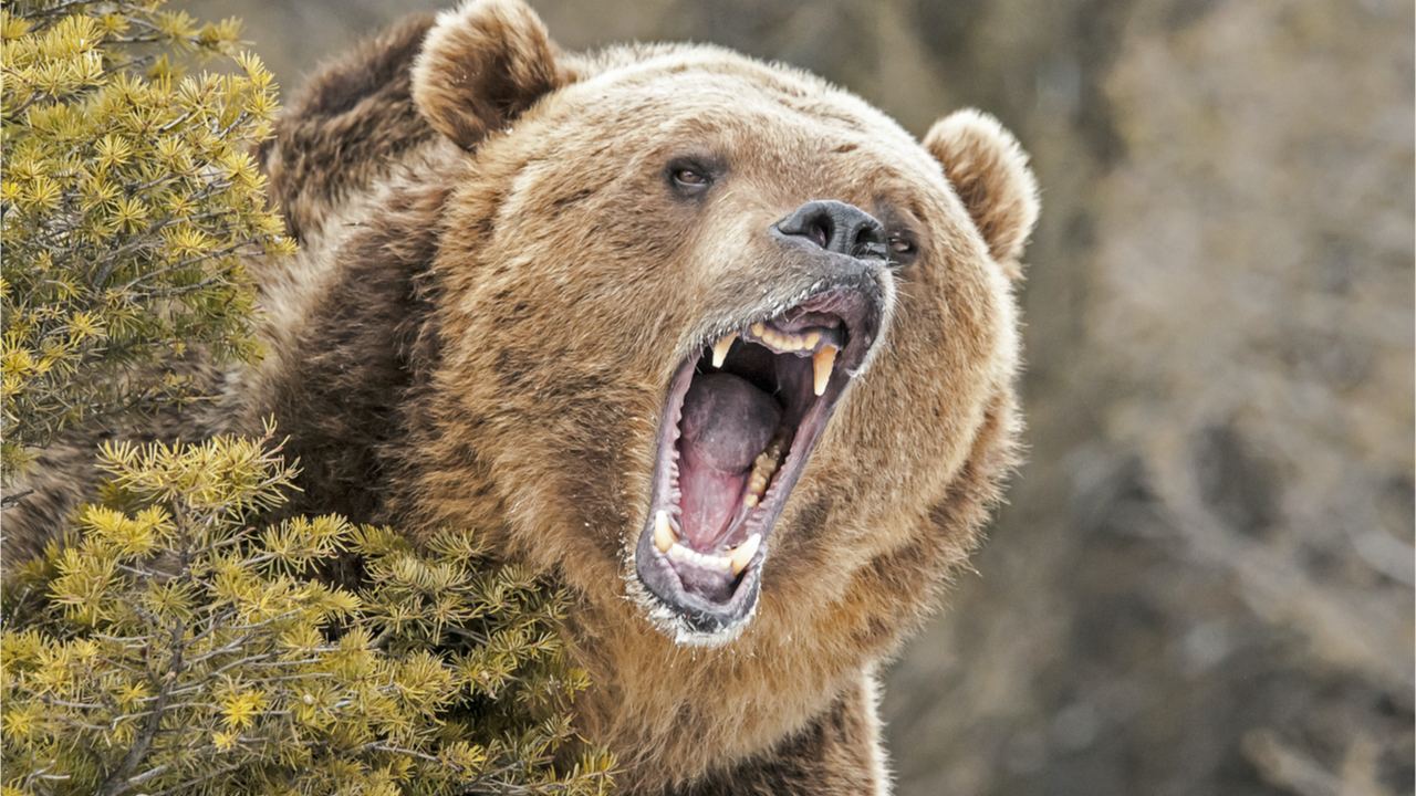 Market Analyst Says 'Whole Crypto Sphere Is in a Bear Market' as Prices Continue to Slide Lower