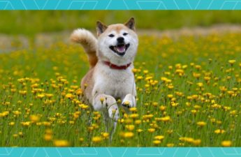 SHIB Soars 20% Amid Crypto Market Revival