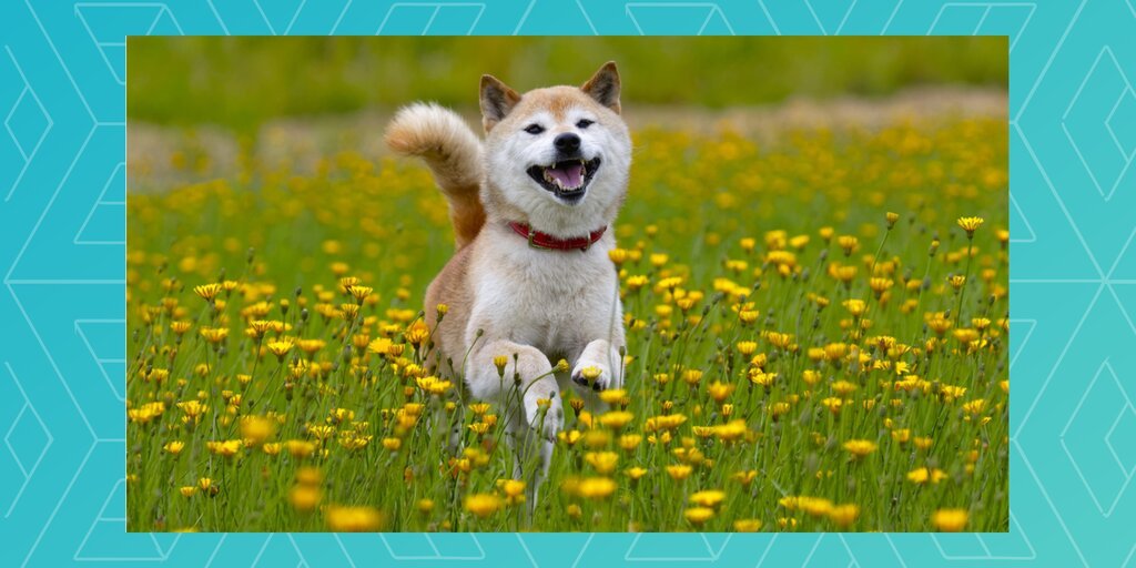 SHIB Soars 20% Amid Crypto Market Revival