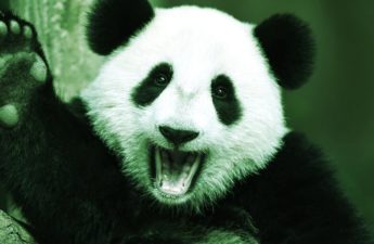 WWF Drops NFTs Following Environmental Criticism