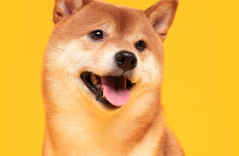 shiba