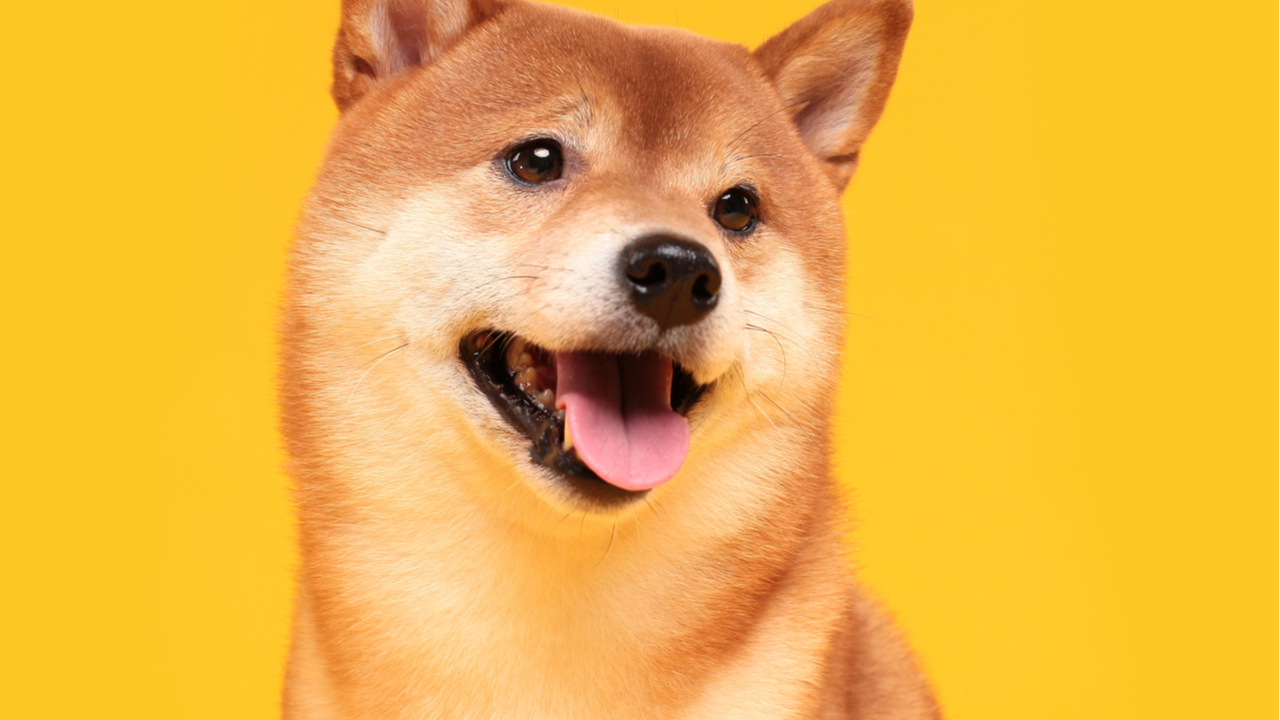 shiba