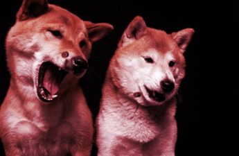 Dogecoin, Shiba Inu Tokens Suffer Week in Red as Investors Flee Meme Coins