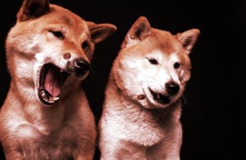 Shiba Inu Is Rebounding Faster Than Dogecoin After Crypto Crash