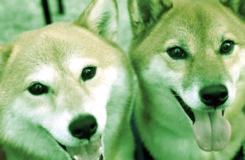 Shiba Inu, Dogecoin Up Double-Digits Over the Week