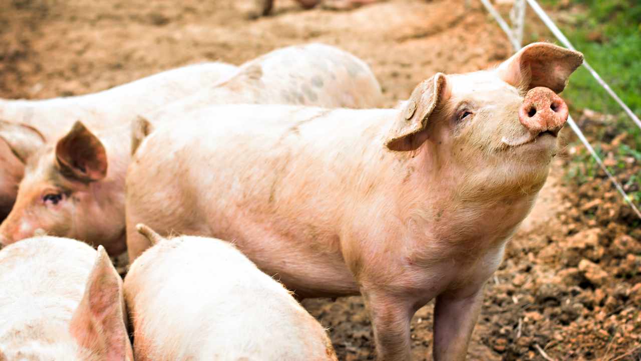 US Authorities Warn of 'Pig Butchering' Crypto Scam Becoming Alarmingly Popular