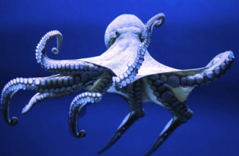 NEAR Protocol Project Octopus Network Lays Off 40% of Team