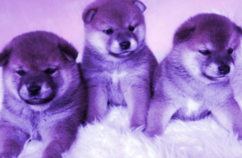 Dogecoin, Bonk and Shiba Inu Combine for $25 Billion in Monthly Trading Volume