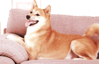 PleasrHouse Auctioning Couch from Original Doge Meme