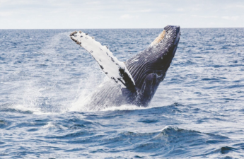 Satoshi-Era Bitcoin Whale Moves $11 Million After Sleeping for 12 Years