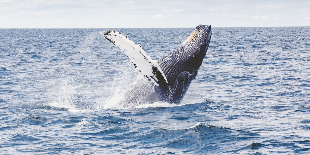 Satoshi-Era Bitcoin Whale Moves $11 Million After Sleeping for 12 Years