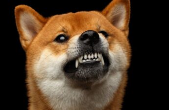 Dogecoin ‘Community Has Become Hyper Reactionary’ Over Proof-of-Stake Switch, Says Core Dev