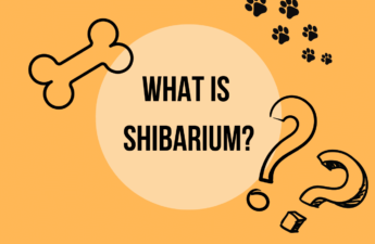 What is Shibarium header image