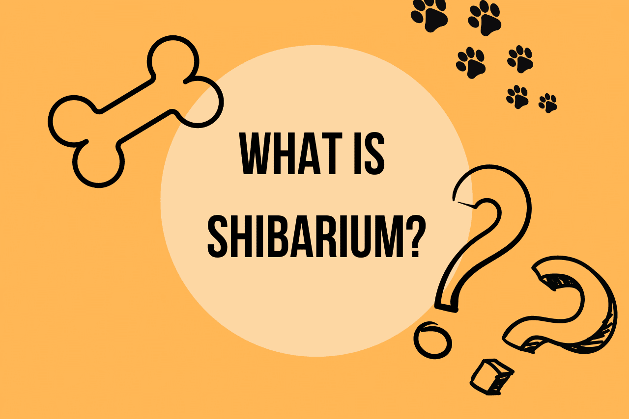 What is Shibarium header image