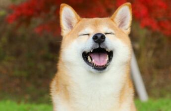 Can a Shiba Inu Break a Video Game Speedrun Record?