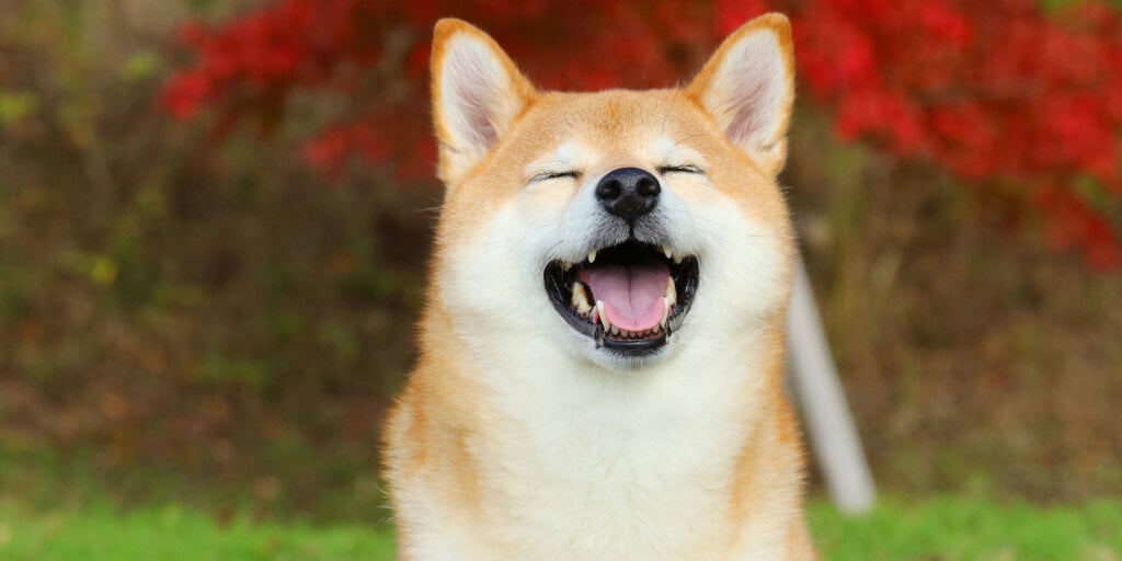 Can a Shiba Inu Break a Video Game Speedrun Record?