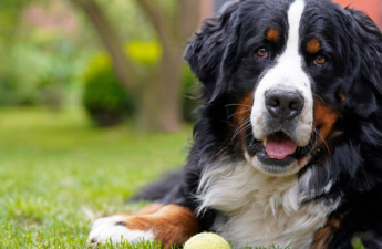 All Dogs Can Go to Heaven—Later: FDA Advances Longevity Drug for Big Dogs