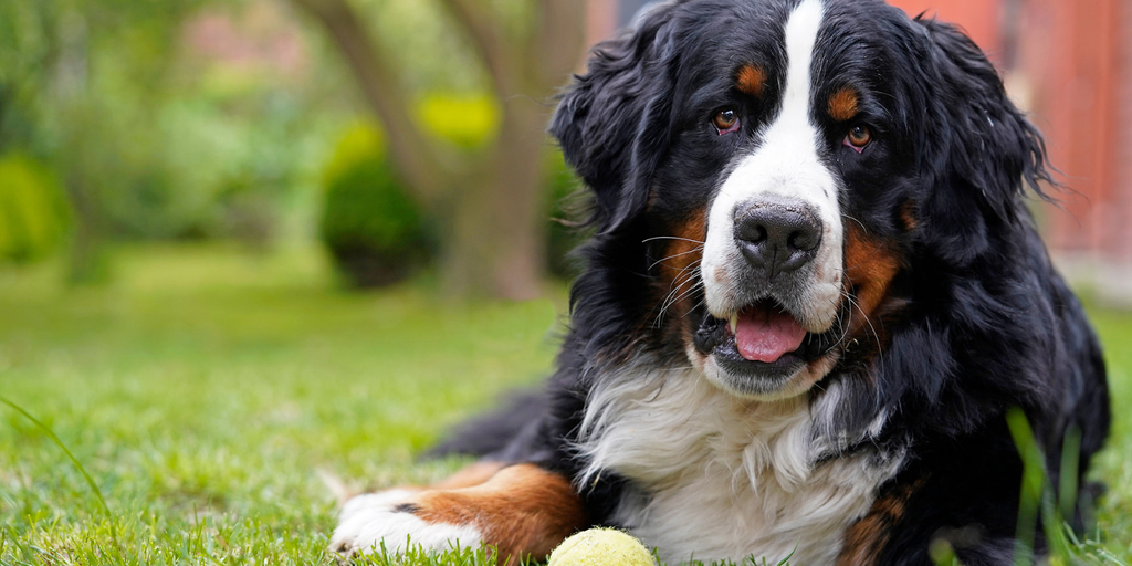 All Dogs Can Go to Heaven—Later: FDA Advances Longevity Drug for Big Dogs