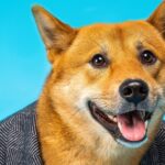 SHIB Devs Launch Name Service in Decentralized Identity Push