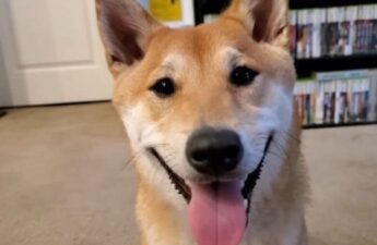 Shiba Inu Speedruns NES Game for 77,000 Viewers and Nearly Breaks His Record