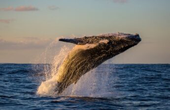 Bitcoin Mega Whale Resurfaces, JPMorgan Expects BTC Price to Drop, Bitcoin Cash Soars 40%, and More — Week in Review