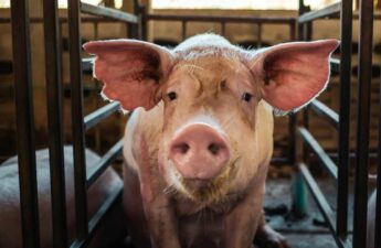 FBI Seizes $2.5M in Crypto From Thailand-Based Pig Butchering Scam Targeting Americans