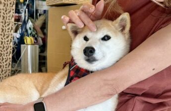 Meme Coin Drama Erupts Over Dogecoin Pup Owner’s New Shiba Inu Neiro