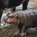 Adorable Baby Hippo Inspires Moo Deng Token — Soars 1,398% in a Week