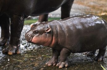 Adorable Baby Hippo Inspires Moo Deng Token — Soars 1,398% in a Week