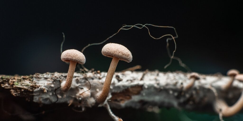 Mushroom Learns to Crawl After Researchers Give It a Robotic Body