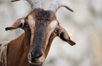 Crypto Trader Turns $5K Into $1.5 Million With Lucky Bet on GOAT Meme Coin