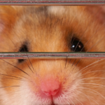 ‘Hamster Kombat’ and ‘Catizen’ Game Tokens Plummet by 50% After Telegram Airdrops