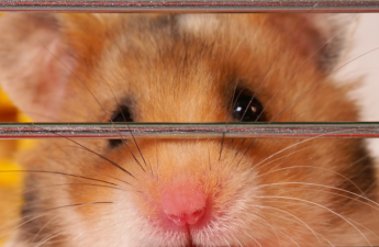 ‘Hamster Kombat’ and ‘Catizen’ Game Tokens Plummet by 50% After Telegram Airdrops