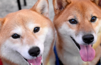 Dogecoin Foundation Seeks Backing to Fuel 2025 Plans