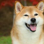 Elon Musk-Inspired D.O.G.E. Meme Coin Skyrockets, Outpacing Dogecoin Gains