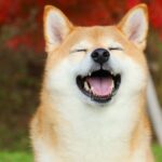 Floki Pumps to Five-Month High Price on Coinbase Listing Plans as Dogecoin Dips