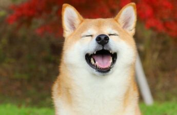 Floki Pumps to Five-Month High Price on Coinbase Listing Plans as Dogecoin Dips