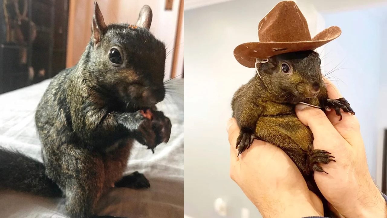 Peanut the Squirrel’s Viral Fame Sparks Meme Coin Frenzy on Solana