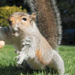 Is the Owner of Peanut the Squirrel a Serial Memecoin Opportunist?