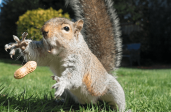 Is the Owner of Peanut the Squirrel a Serial Memecoin Opportunist?