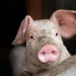 FBI Arrests Three in Pig Butchering Crypto Scam Tied to $13M Fraud Scheme