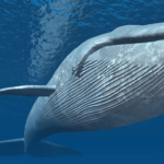 Whale Nets $1.6M Profit With 50x Leverage Amid Trump’s Crypto Reserve Announcement