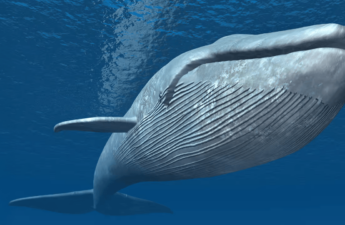 Whale Nets $1.6M Profit With 50x Leverage Amid Trump’s Crypto Reserve Announcement